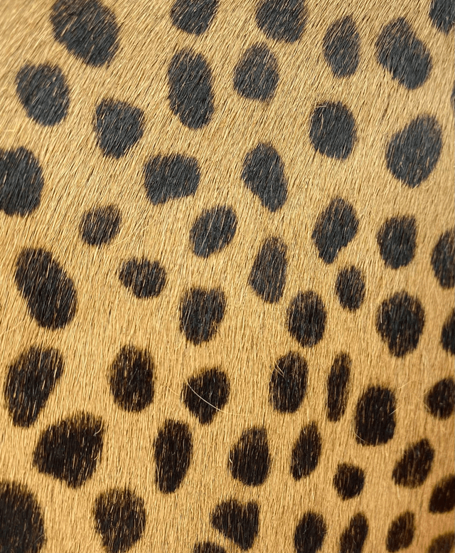 LA "FELINE" Guépard