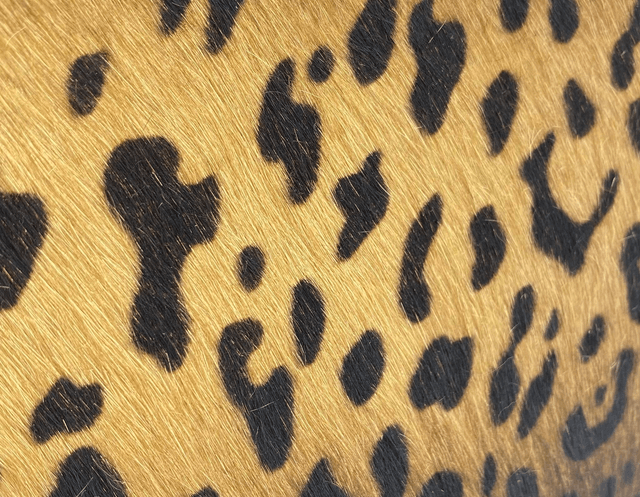 LA "FELINE" Jaguar